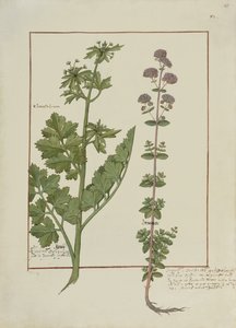 Illustration du Livre des simples médecines par Mattheaus Platearius, c.1470 - Robinet Testard